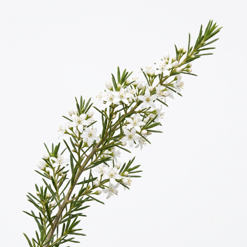 (image for) Eriostemon